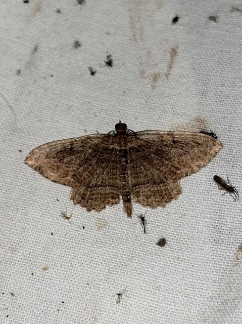 Philereme transversata - varjútövis-araszoló