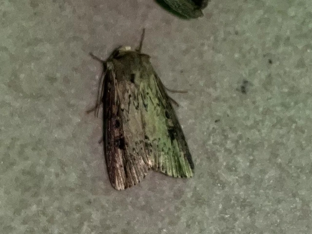 Axylia putris - vonalkás földibagoly
