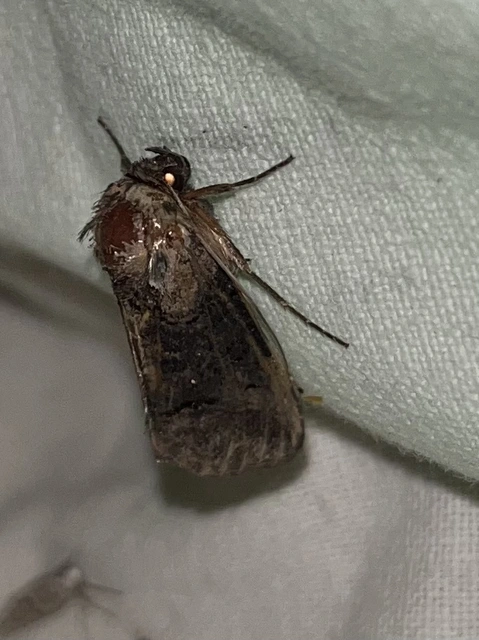 Abrostola