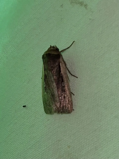 Ochropleura plecta - fehérszegélyű fűbagoly
