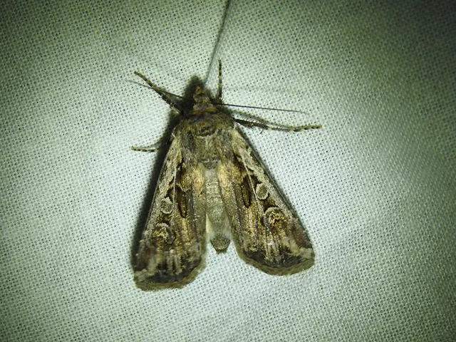 Euxoa tritici/nigrofusca/eruta