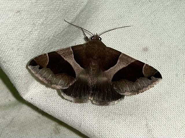 Dysgonia algira - déli porcelánbagoly