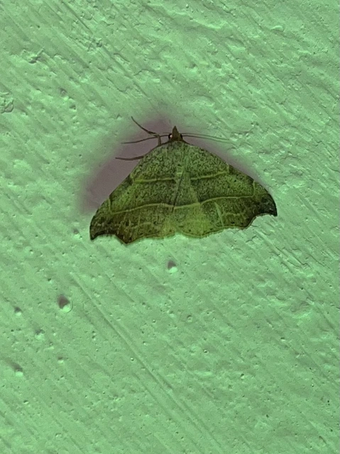 Laspeyria flexula - zuzmóbagoly