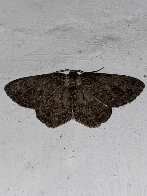 Ectropis crepuscularia - avararaszoló