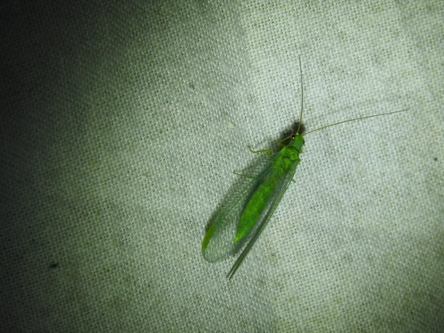 Chrysopa
