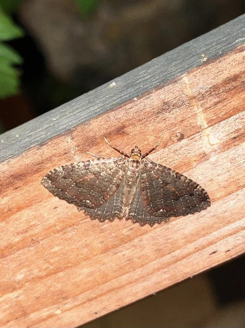 Triphosa dubitata - kutyabenge-araszoló