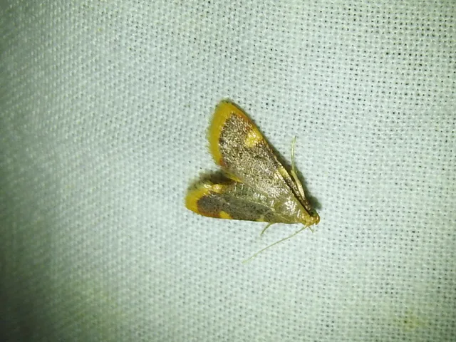 Hypsopygia costalis - szénailonca