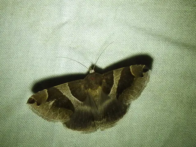 Dysgonia algira - déli porcelánbagoly