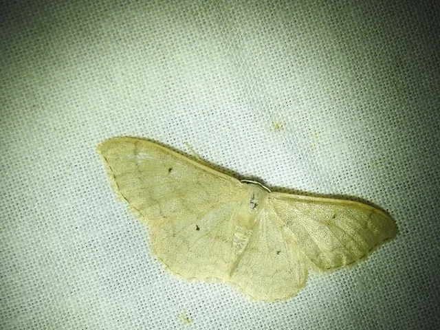 Idaea deversaria - egyszínű sávosaraszoló