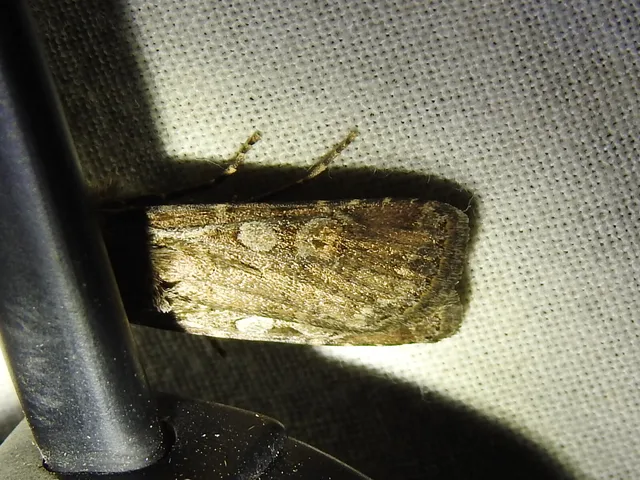Euxoa tritici/nigrofusca/eruta