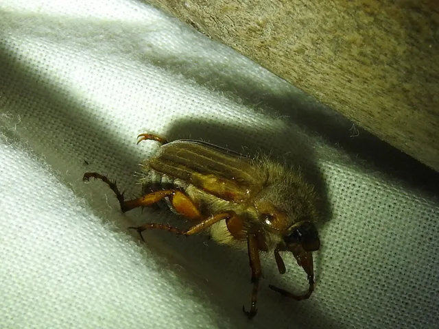 Amphimallon solstitiale - bordás sárgacserebogár