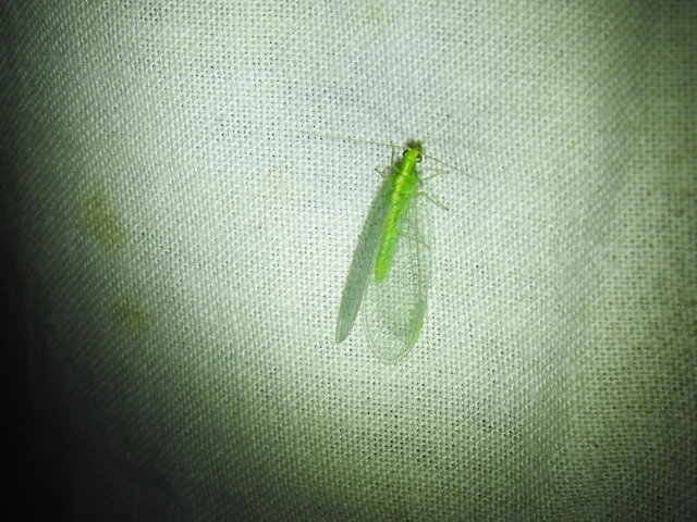 Chrysoperla