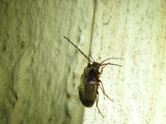 Hymenalia rufipes - rőtlábú alkonybogár