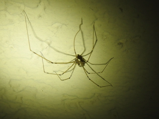 Pholcidae - álkaszáspókok