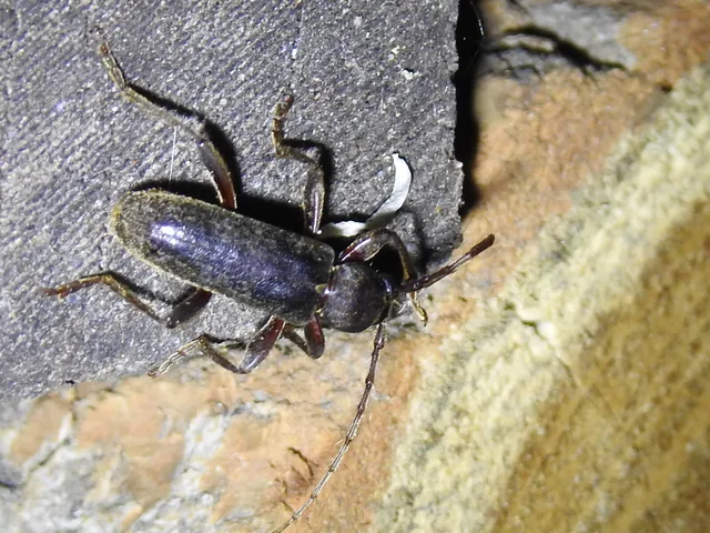 Trichoferus campestris - szállóvendég éjicincér