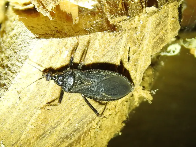 Reduvius personatus - szemetes zugpoloska