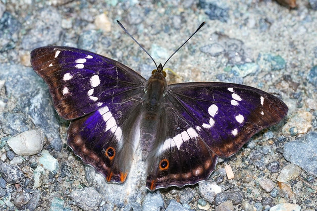 Apatura iris - nagy színjátszólepke