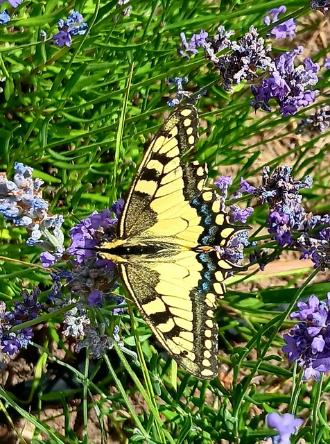 Papilio machaon - fecskefarkú lepke