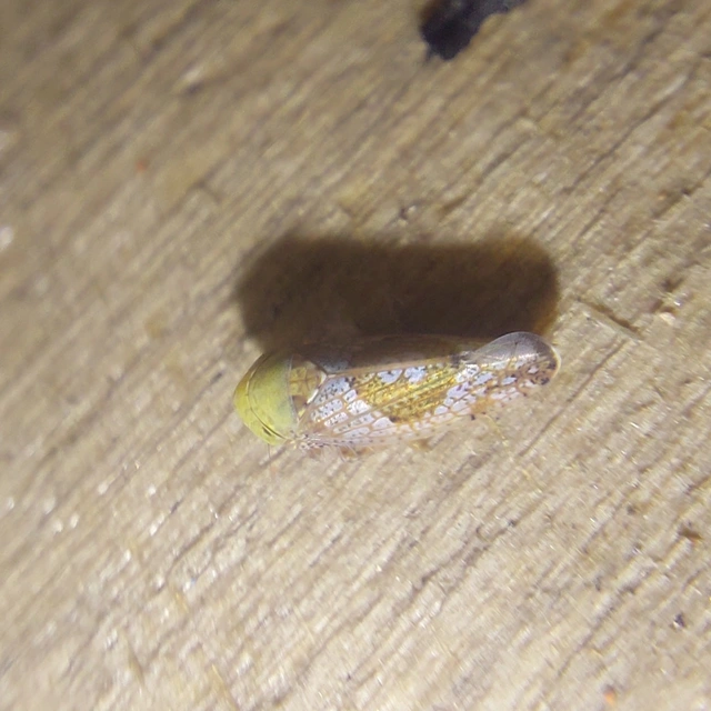 Hishimonus hamatus