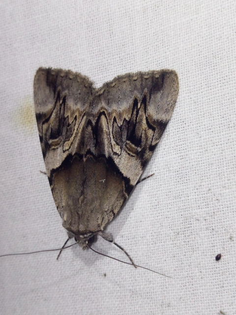 Catocala fulminea - galagonya-övesbagoly