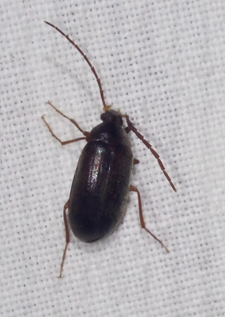 Hymenalia rufipes - rőtlábú alkonybogár