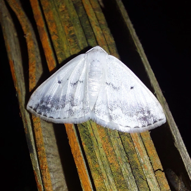 Lomographa temerata - foltos fehéraraszoló