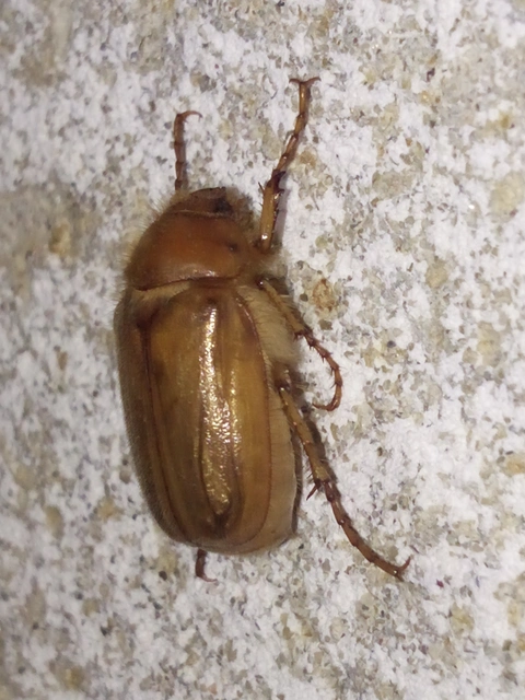 Amphimallon burmeisteri