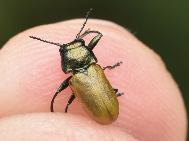 Labidostomis longimana - zöldnyakú zsákbogár Labidostomis longimana - zöldnyakú zsákbogár