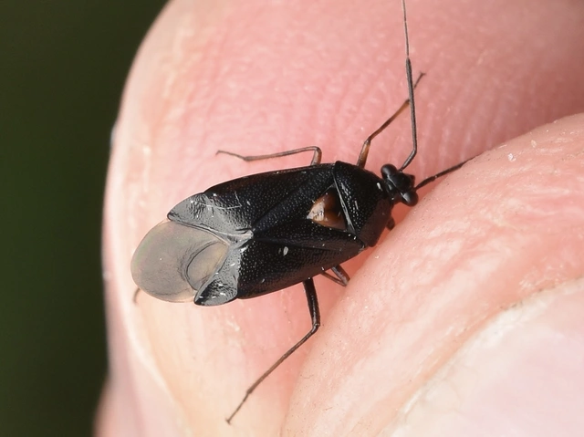 Deraeocoris