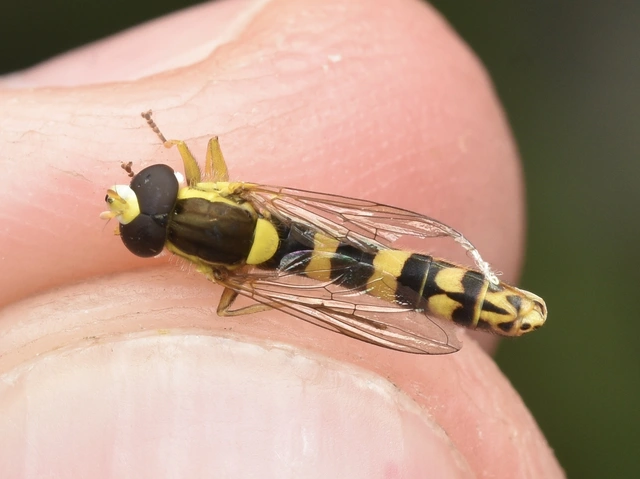 Sphaerophoria