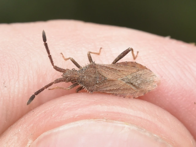 Coriomeris