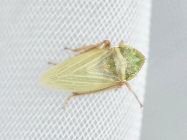 Aphrodes