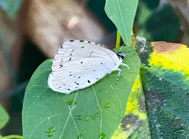 Celastrina argiolus - bengeboglárka