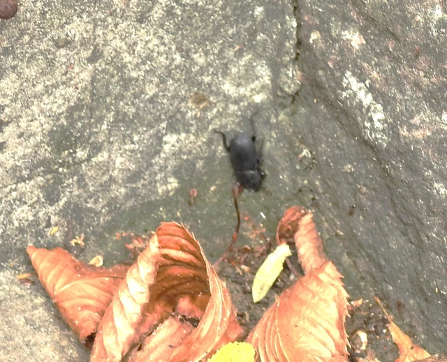 Dorcus parallelipipedus - kis szarvasbogár