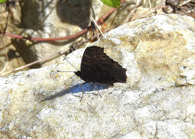 Nymphalis io - nappali pávaszem