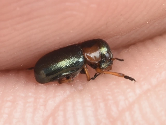 Cheilotoma musciformis - szélesfejű sztyepplevelész