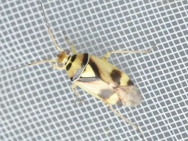 Orthops