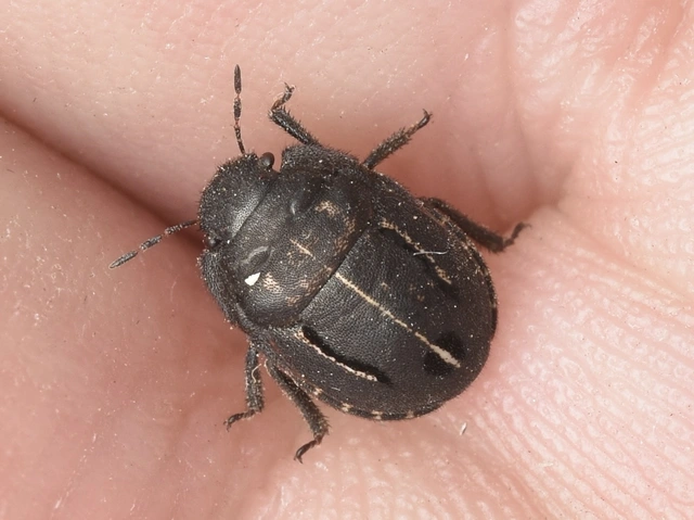 Odontoscelis Odontoscelis