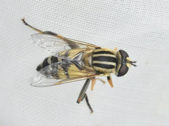 Helophilus trivittatus - nagy mocsárilégy