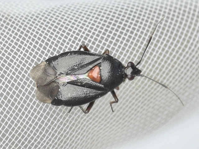 Deraeocoris