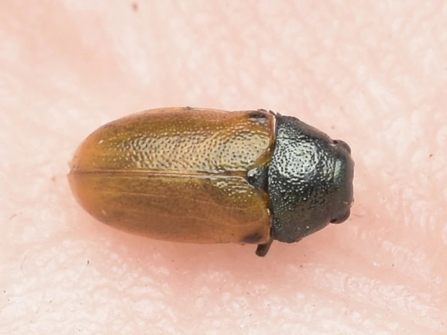 Labidostomis longimana - zöldnyakú zsákbogár Labidostomis longimana - zöldnyakú zsákbogár
