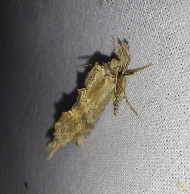 Pterostoma palpina - csőrös púposszövő
