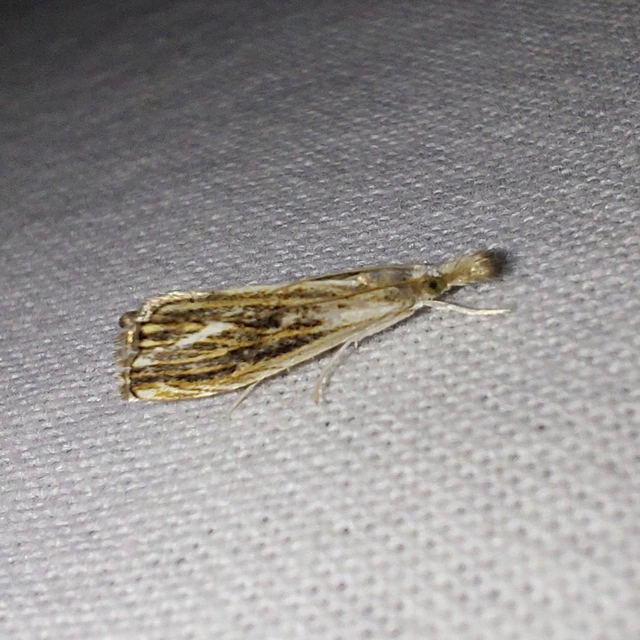 Catoptria verellus - kormos fűgyökérmoly