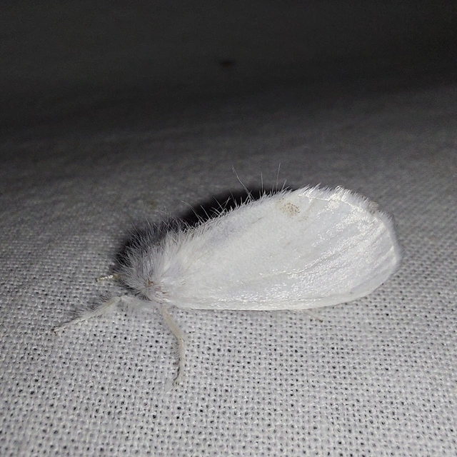 Sphrageidus similis - sárgafarú szövő