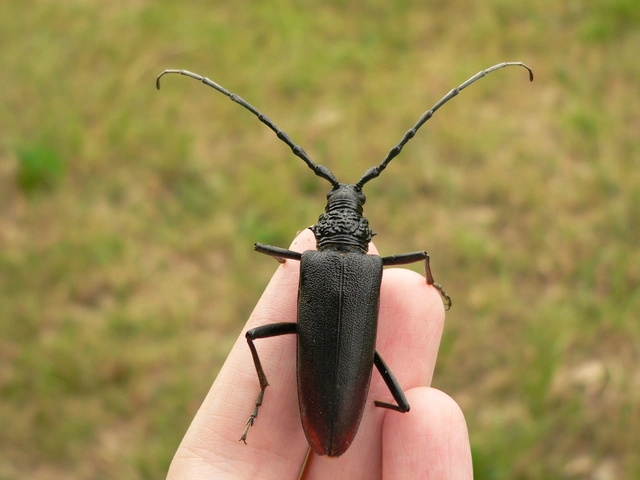 Cerambyx cerdo - nagy hőscincér