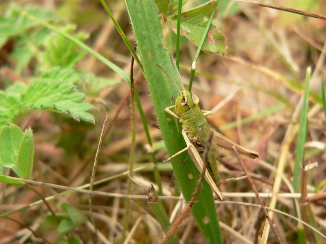 Pseudochorthippus parallelus - közönséges rétisáska