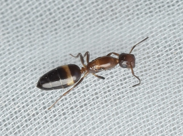 Colobopsis truncata - kapushangya