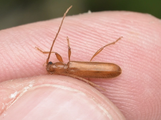 Axinopalpis gracilis - kecses selymescincér