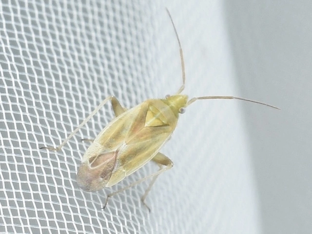 Amblytylus