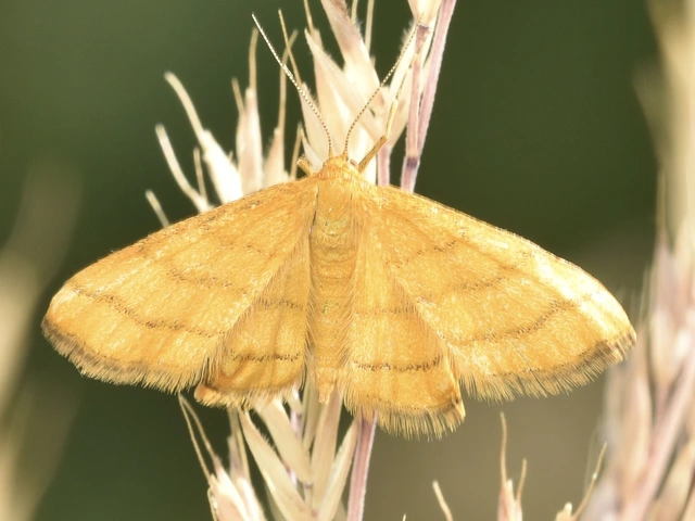 Idaea aureolaria - aranyos sávosaraszoló